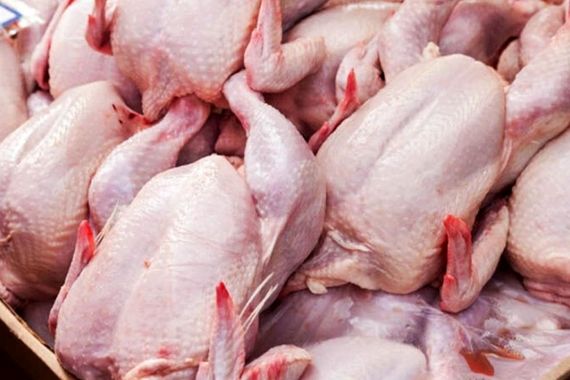 قیمت مرغ اشک همه رو درآورد | قیمت مرغ گرم امروز کیلویی چند؟