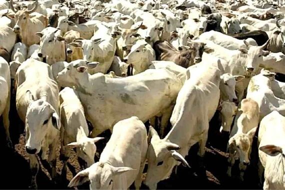 تست هوش | بگو آقا ببره کجا ست؟ 