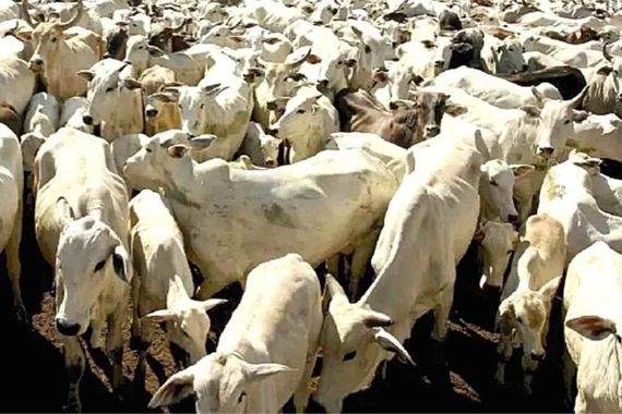 تست هوش | بگو آقا ببره کجا ست؟ 