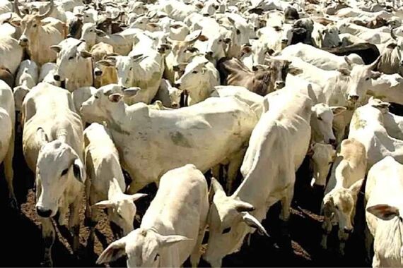 تست هوش | بگو آقا ببره کجا ست؟ 