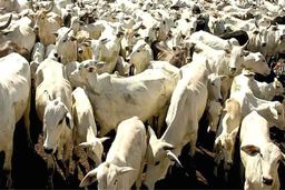 تست هوش | بگو آقا ببره کجا ست؟ 