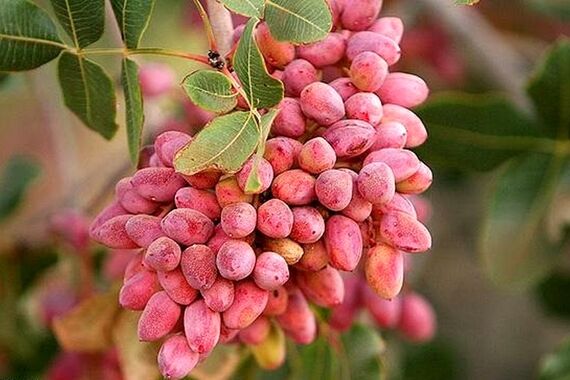 هرگز پوست پسته تازه را دور نریزید | خواص پوست پسته