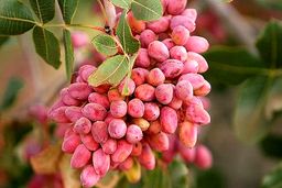 هرگز پوست پسته تازه را دور نریزید | خواص پوست پسته