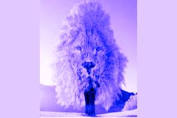 روانشناسی شخصیت | سلطان قلبت را با یک کلیک بشناس